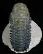 Bargain Crotalocephalina Trilobite - #6921-4